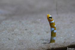 Gorgasia preclara