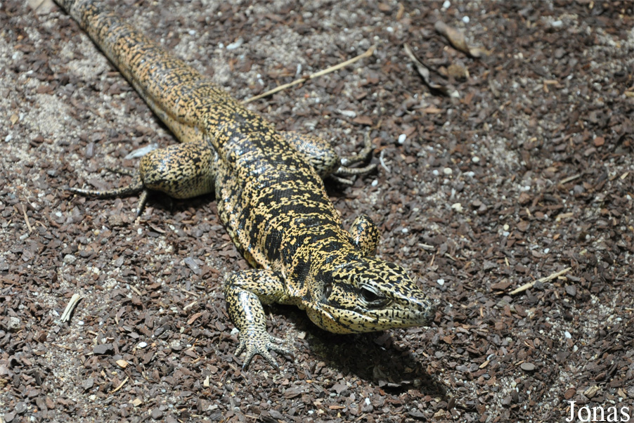 Zoo Köln