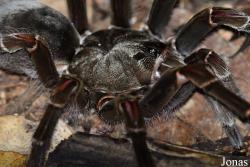 Theraphosa blondi