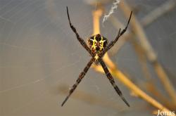 Araneidae