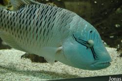 Zee Aquarium Bergen aan Zee