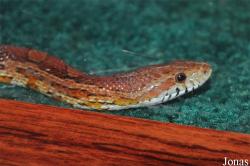 International Reptile Exhibition