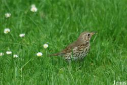 Turdus philomelos