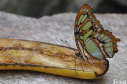 Philaethria dido