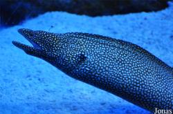 Gymnothorax meleagris