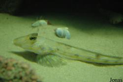 Zee Aquarium Bergen aan Zee