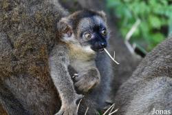 Eulemur fulvus