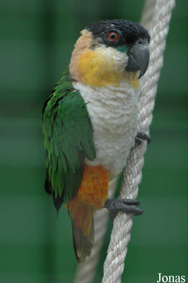 Zoo de Sevilla