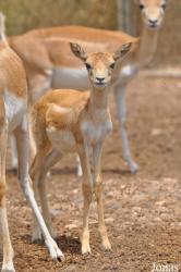 Zoo Alt Camp