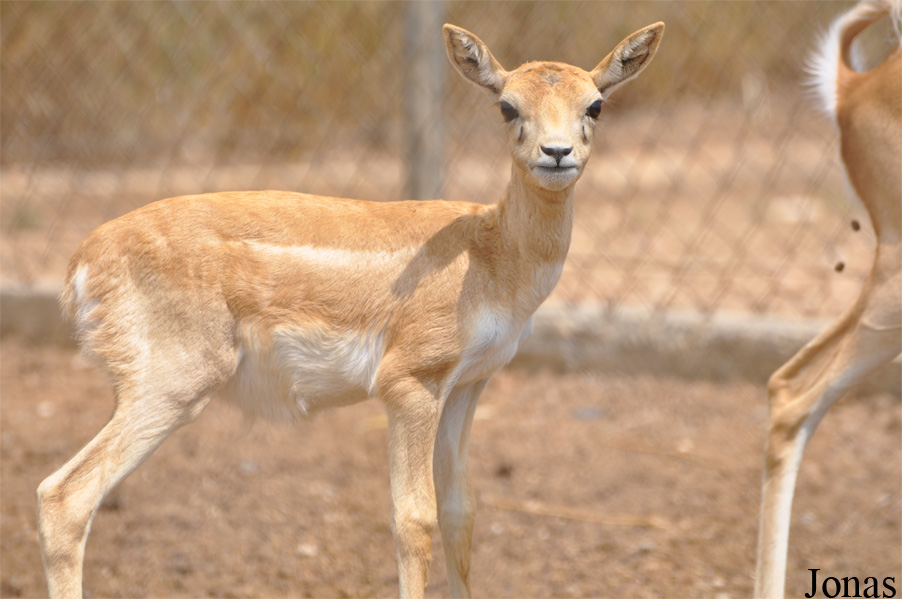 Zoo Alt Camp