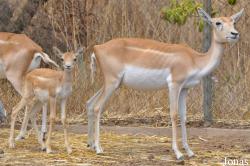 Zoo Alt Camp