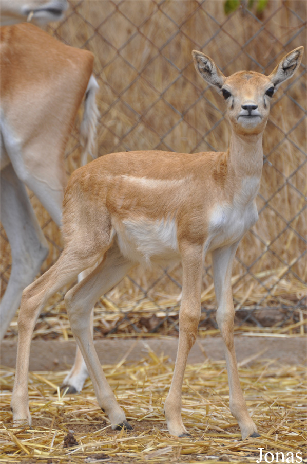 Zoo Alt Camp