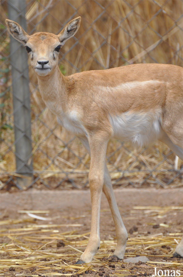 Zoo Alt Camp