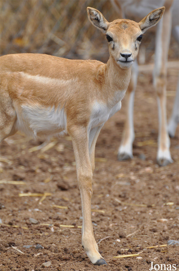 Zoo Alt Camp