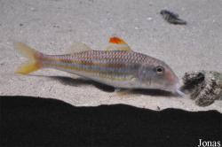 Mullidae