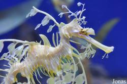 Phycodurus eques