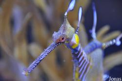 Phyllopteryx taeniolatus