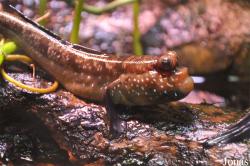 Periophthalmus barbarus