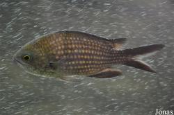 Chromis chromis