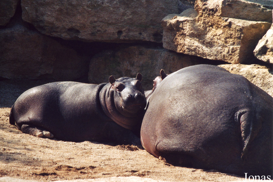 Zoo d'Amnéville