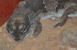Hemitheconyx caudicinctus