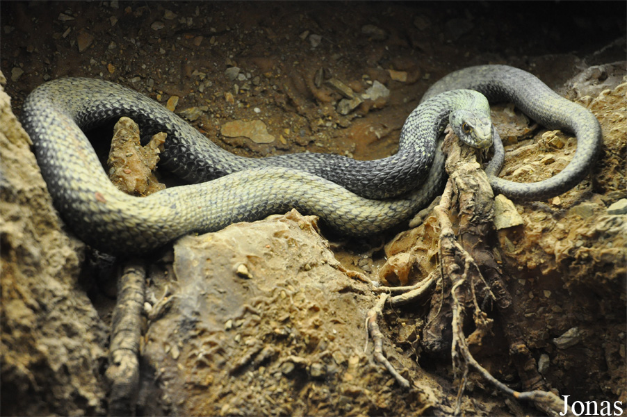 Parc Zoològic de Barcelona