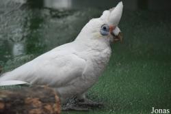Cacatua pastinator