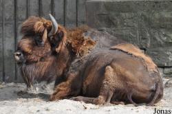 Parc Zoologique et Botanique de Mulhouse