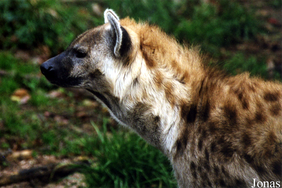Zoo d'Amnéville