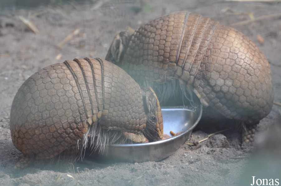Zoo Heidelberg