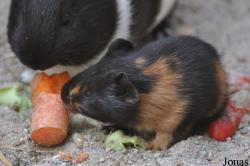 Zoo Landau in der Pfalz