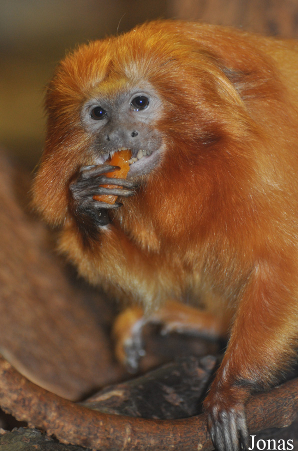 Zoo Landau in der Pfalz