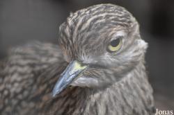 Zoo Landau in der Pfalz