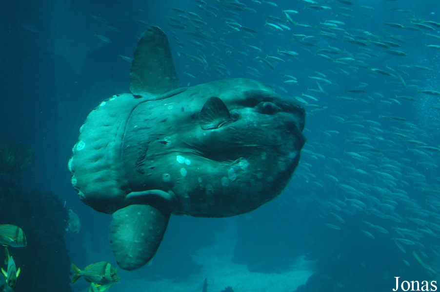 Oceanário de Lisboa
