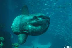 Oceanário de Lisboa