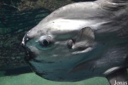 Mola mola