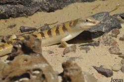 Reptilium