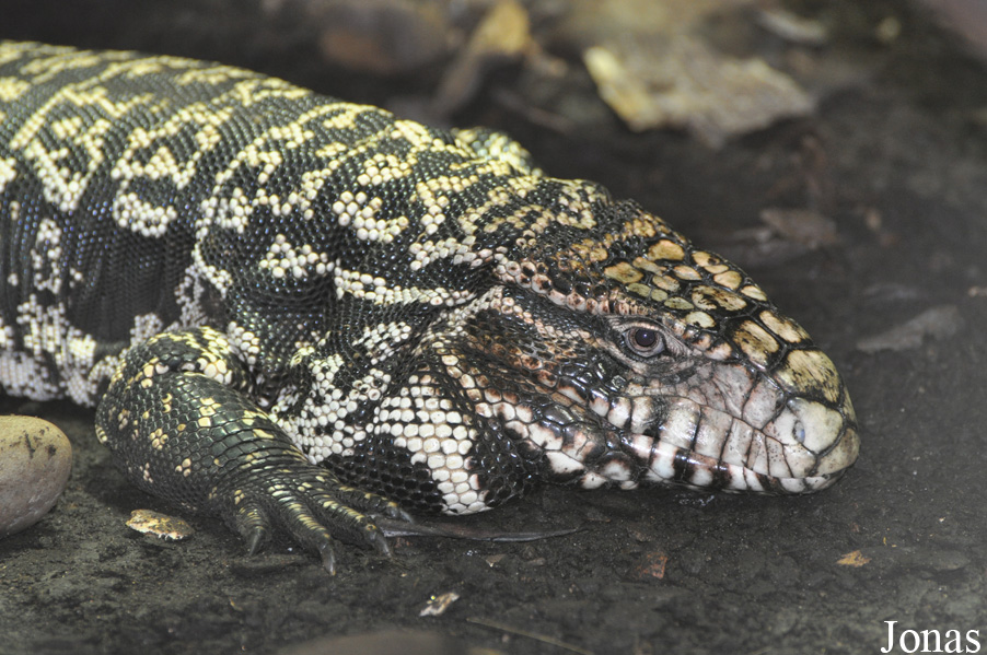 Reptilium