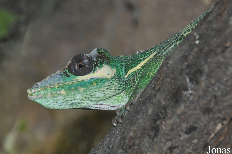 Reptilium