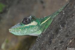 Reptilium