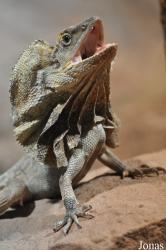 Reptilium