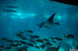 Oceanário de Lisboa