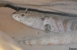 Reptilium