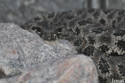 Reptilium