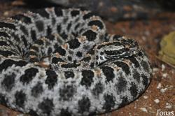 Sistrurus miliarius