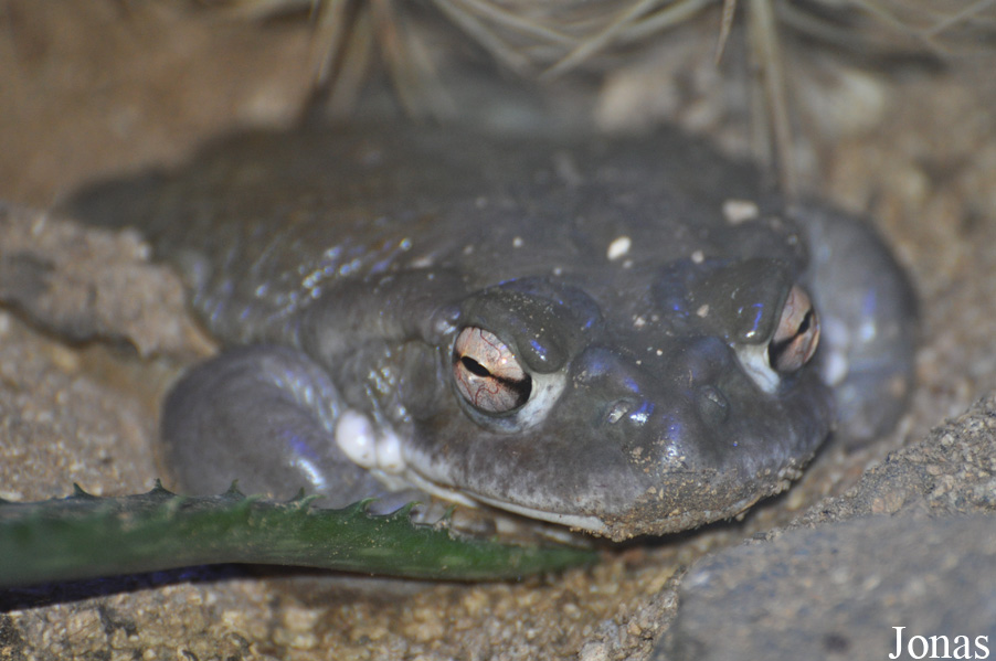 Reptilium