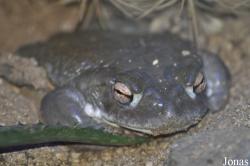 Reptilium