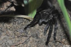 Aphonopelma caniceps