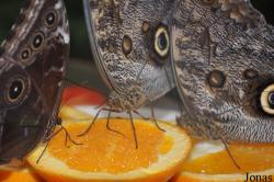 Morpho peleides