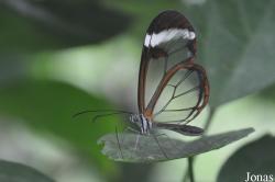 Vlinderparadijs Papiliorama